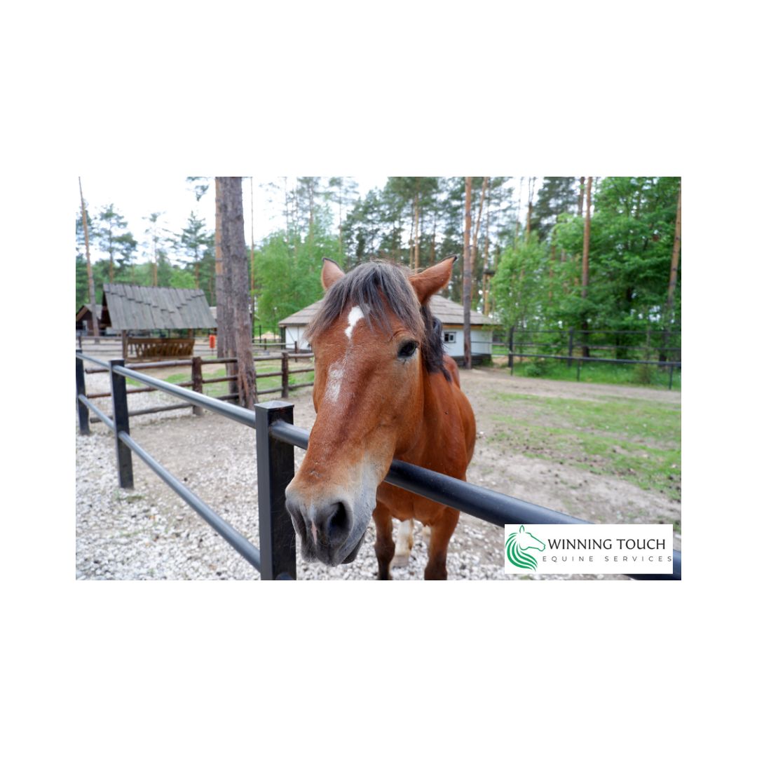 Recognizing Signs of Stress and Pain in Your Horse