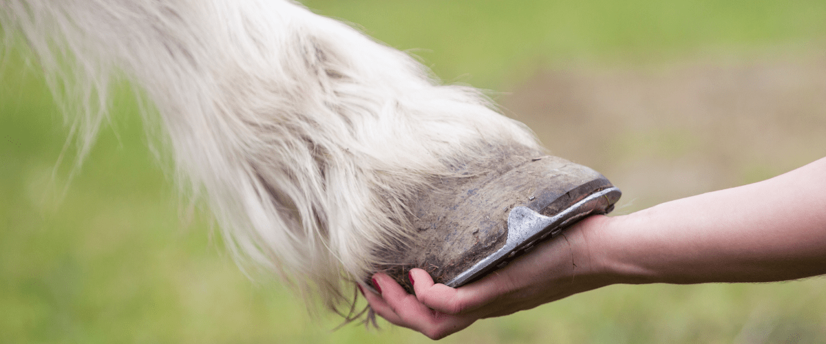 WINTER LAMINITIS - Winning Touch Equine Services