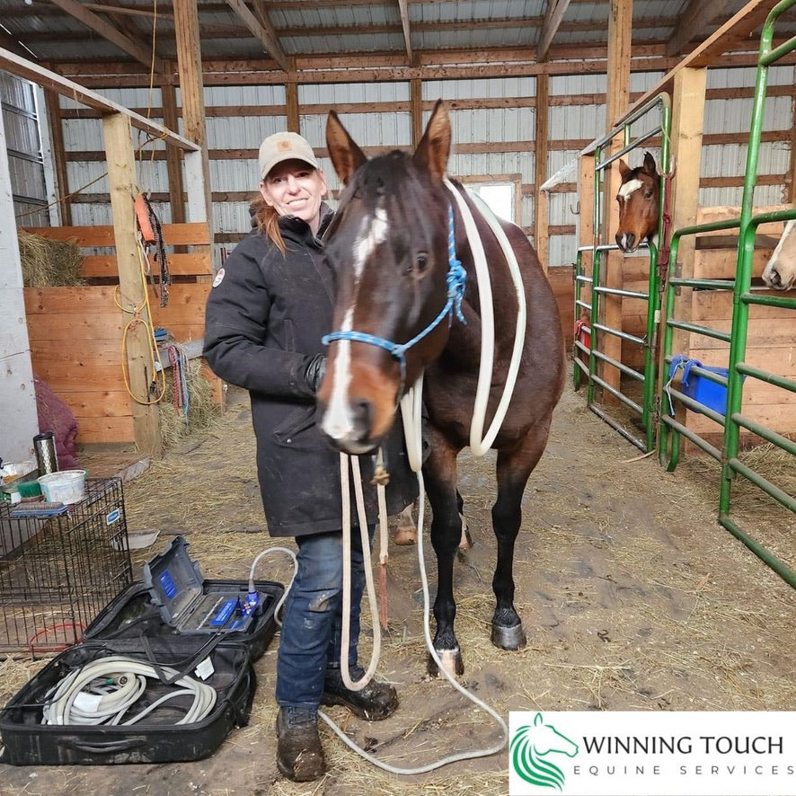 The Science Behind PEMF Therapy for Horses