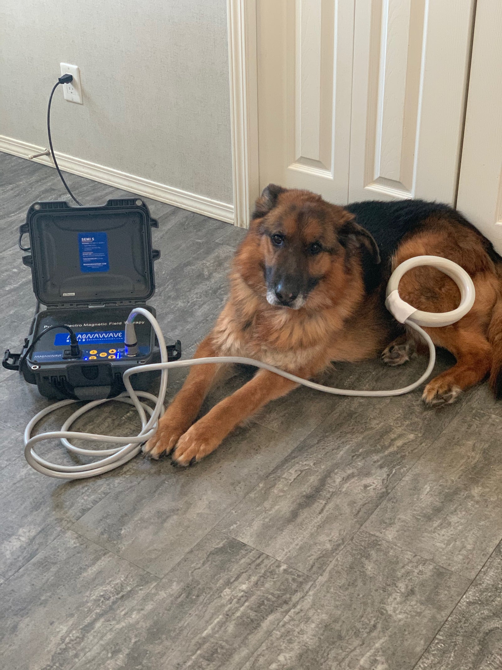 The Benefits of Bodywork for Dogs: Enhancing Performance and Recovery