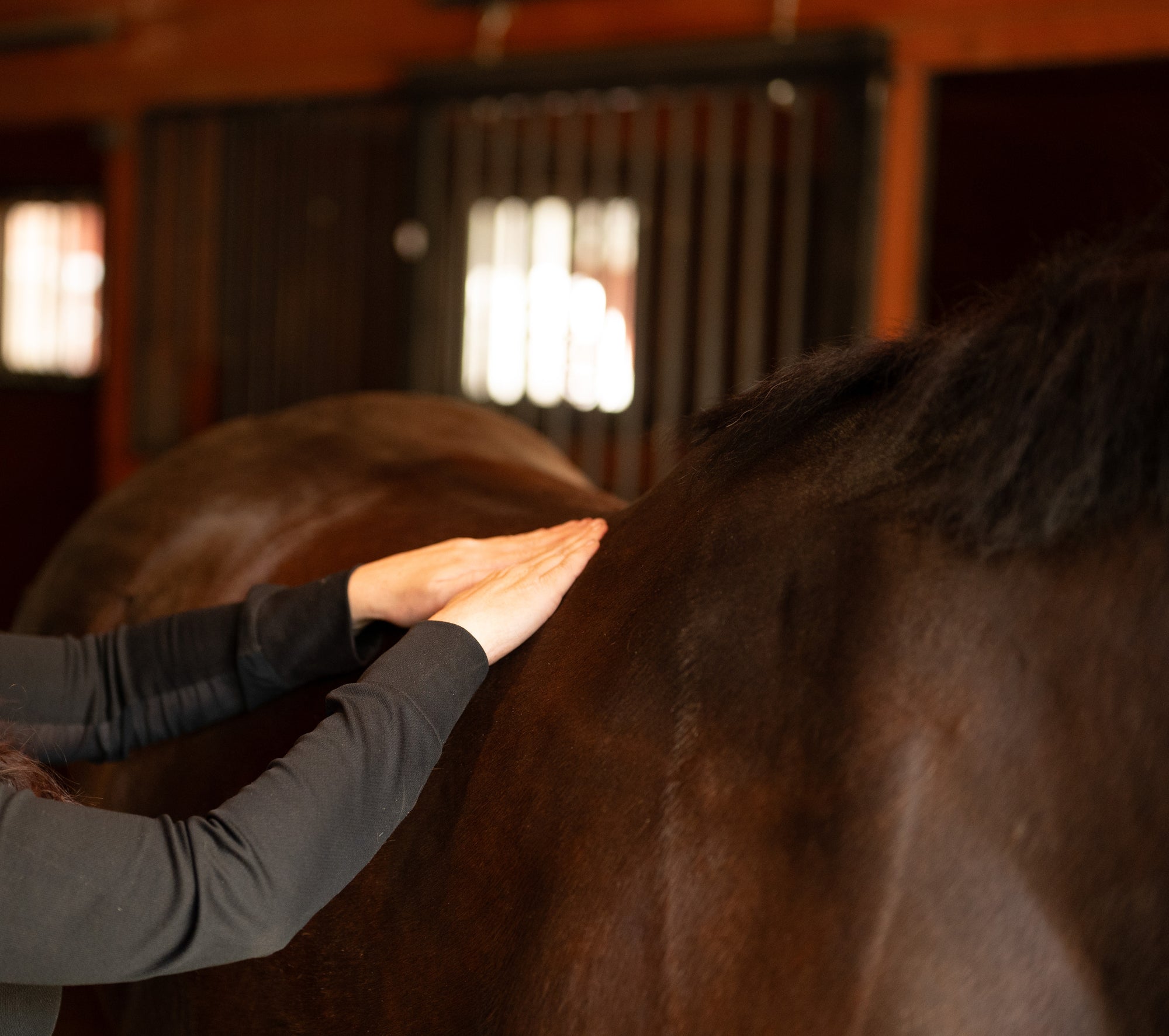 Equine Bodywork for Performance and Prevention: Don't Wait Until Your Horse Has an Issue